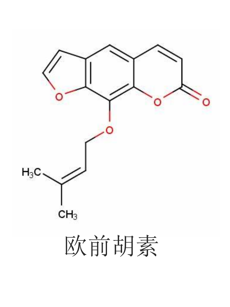 白芷2.png